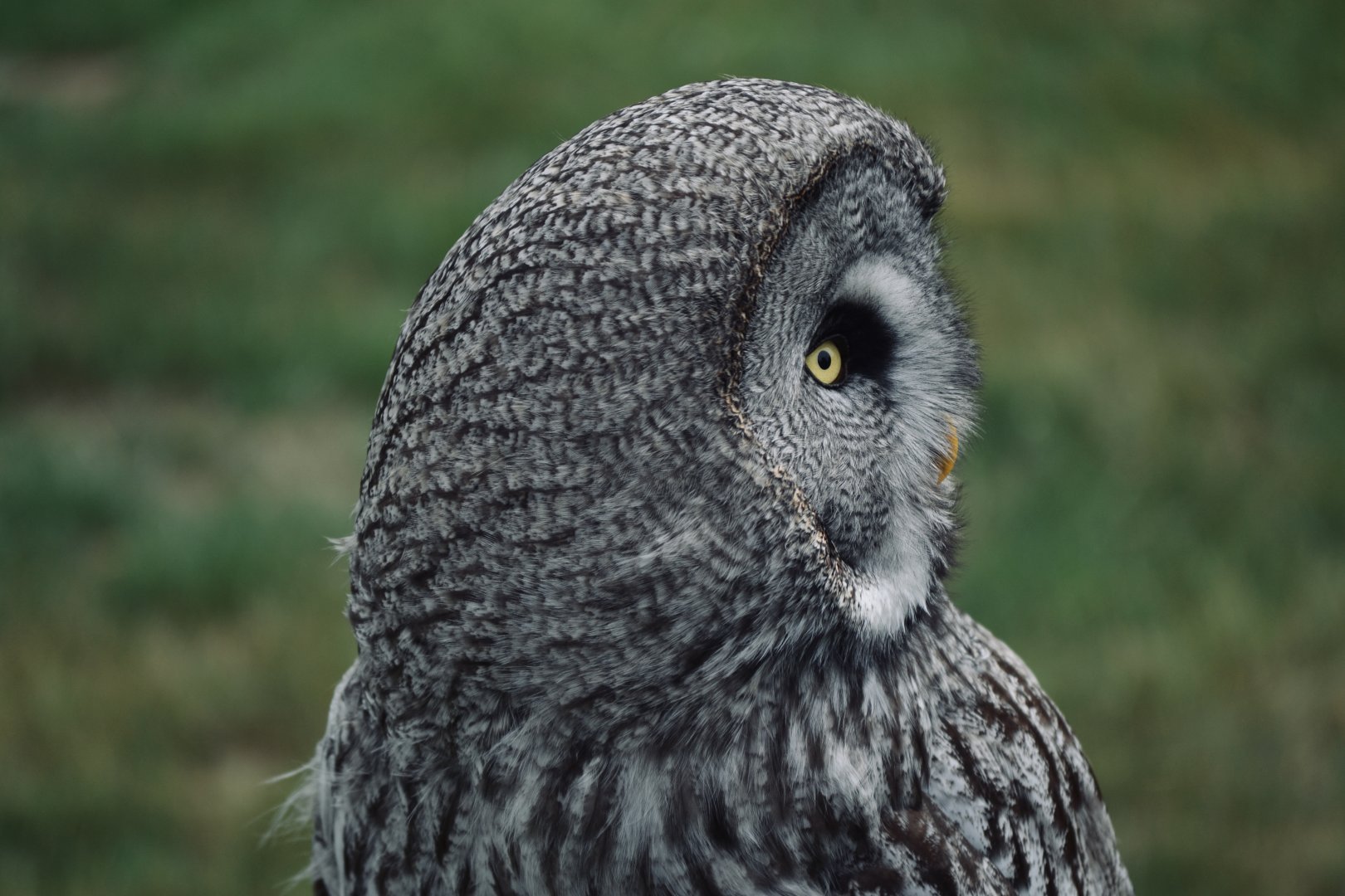 Great Grey Owl - May 2022