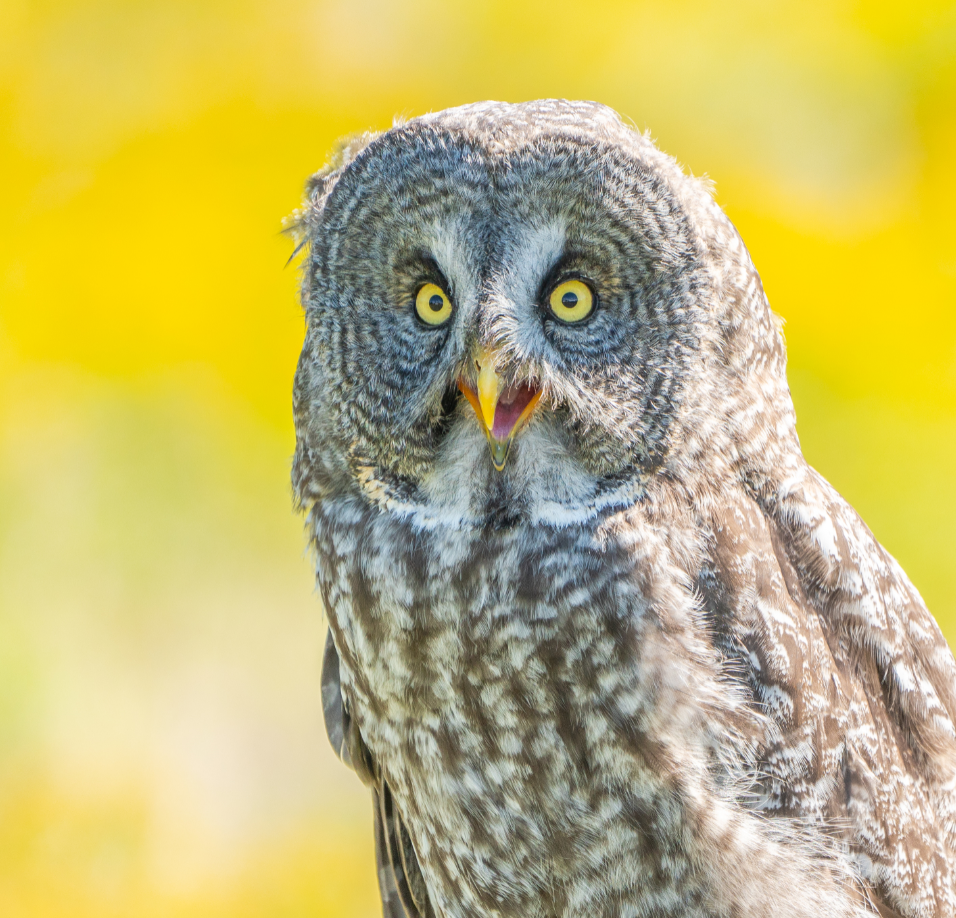 Great Grey Owl portrait