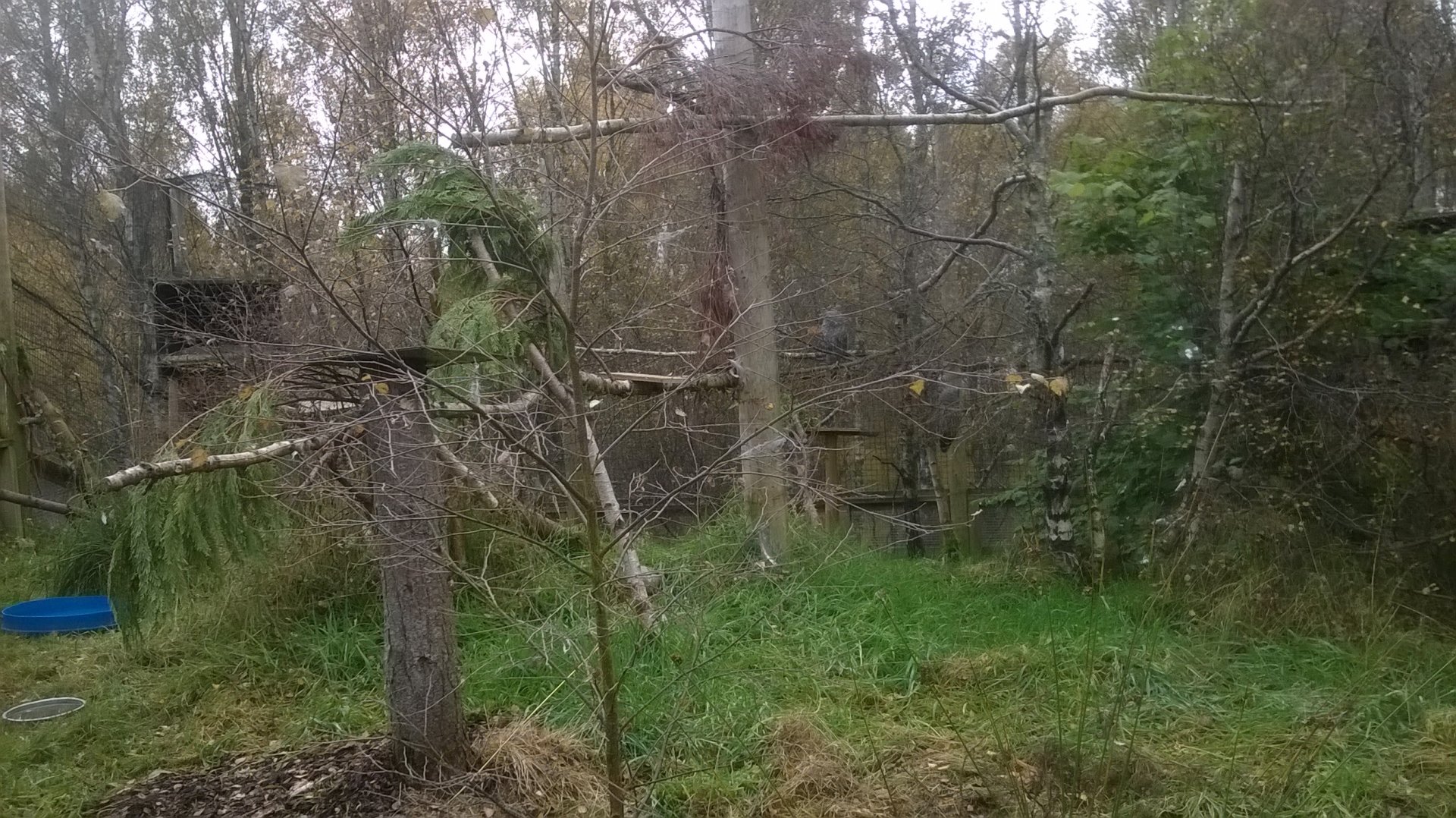 Great grey owl (S. n. lapponica) aviary
