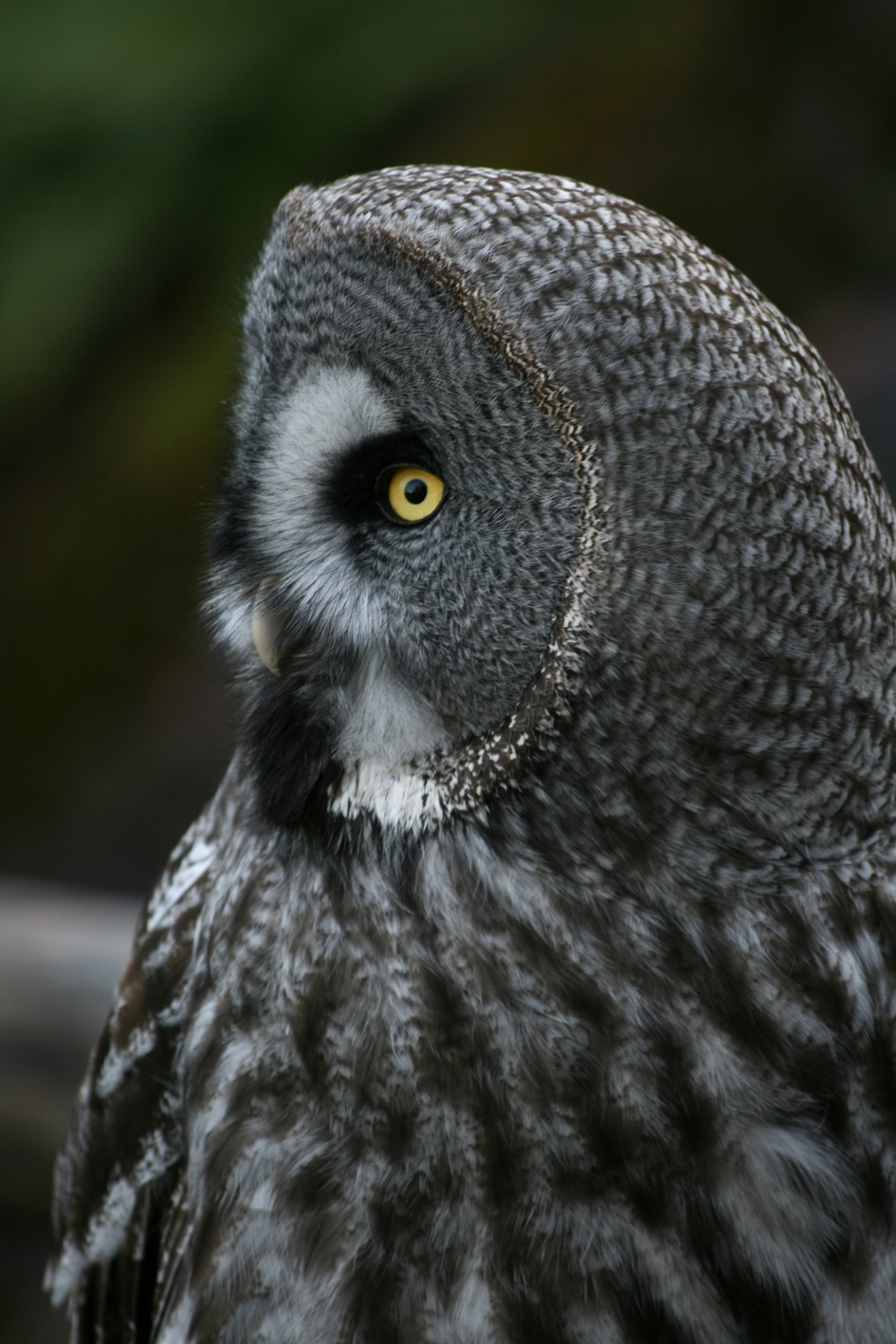 Great grey owl - Skansen