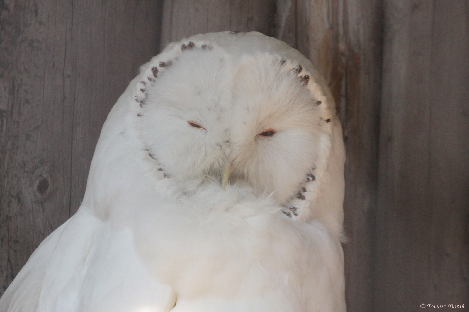 Great Grey Owl (Strix nebulosa) albino