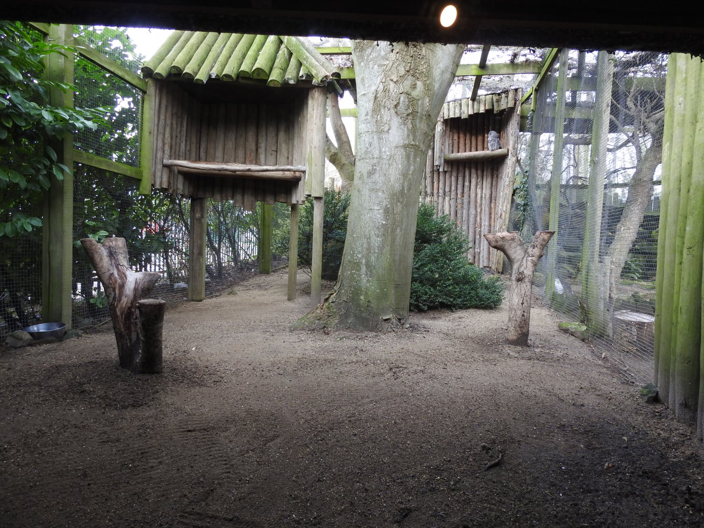 Great Grey Owl (Strix nebulosa) Aviary