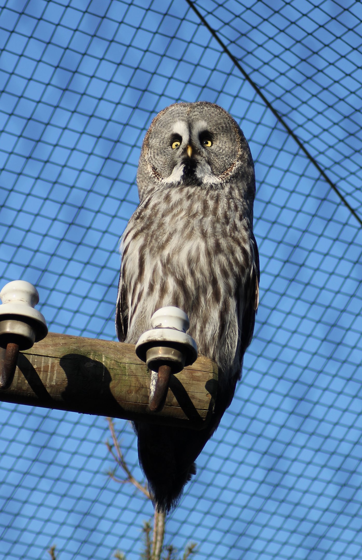 Great grey owl (Strix nebulosa) - "Yukon bay"