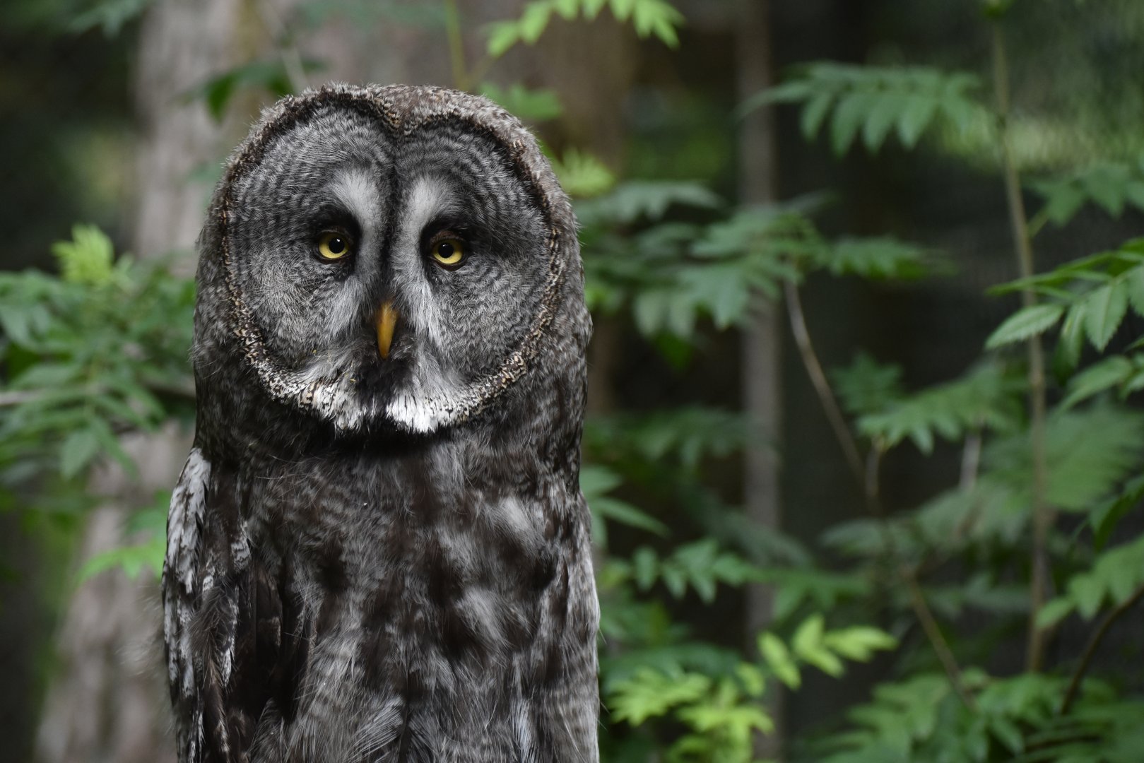 Great Grey Owl Strix nebulosa