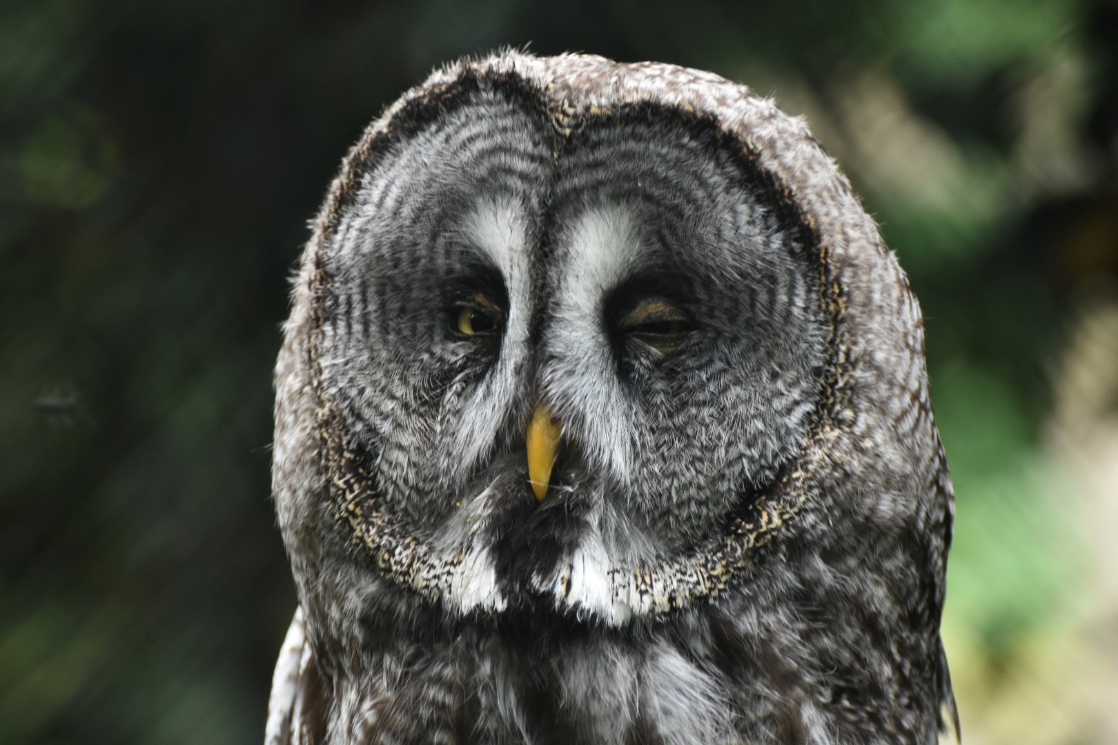 Great Grey Owl Strix nebulosa