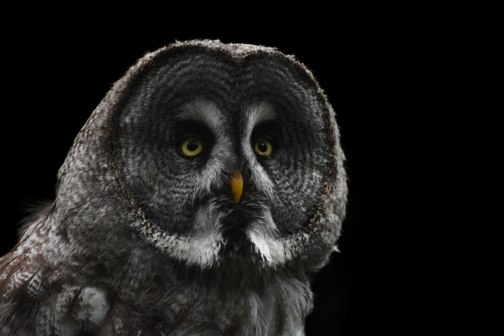 Great Grey Owl Strix nebulosa