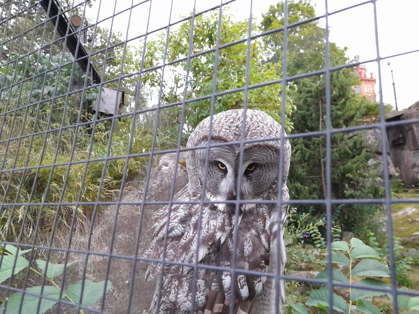 Great Grey owl (Strix nebulosa)