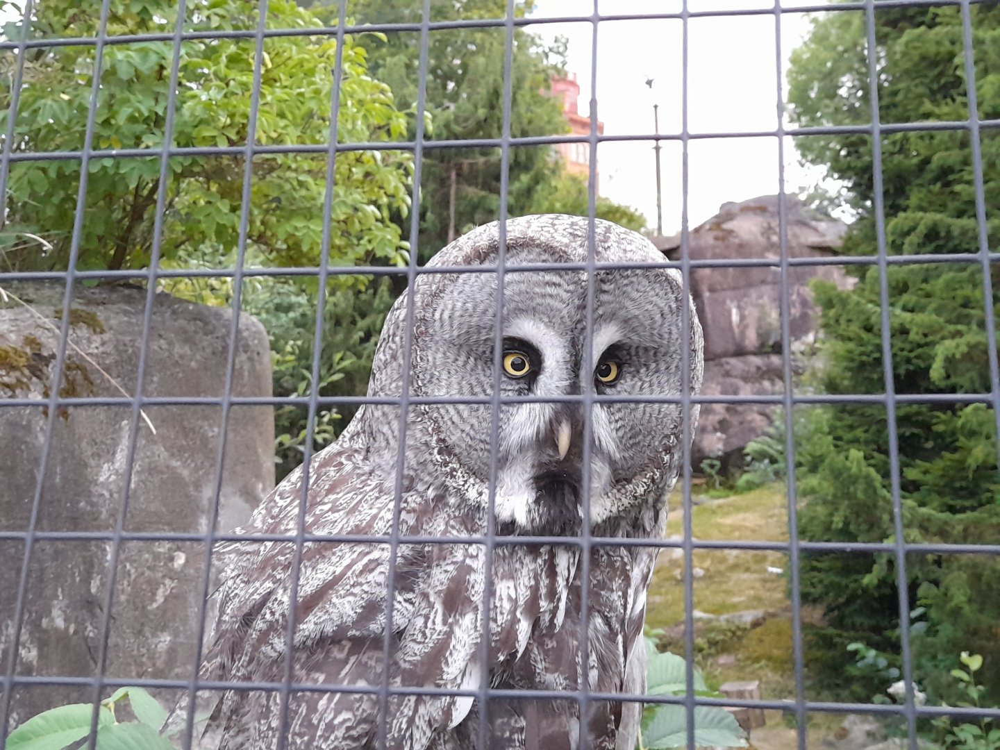 Great Grey owl (strix nebulosa)