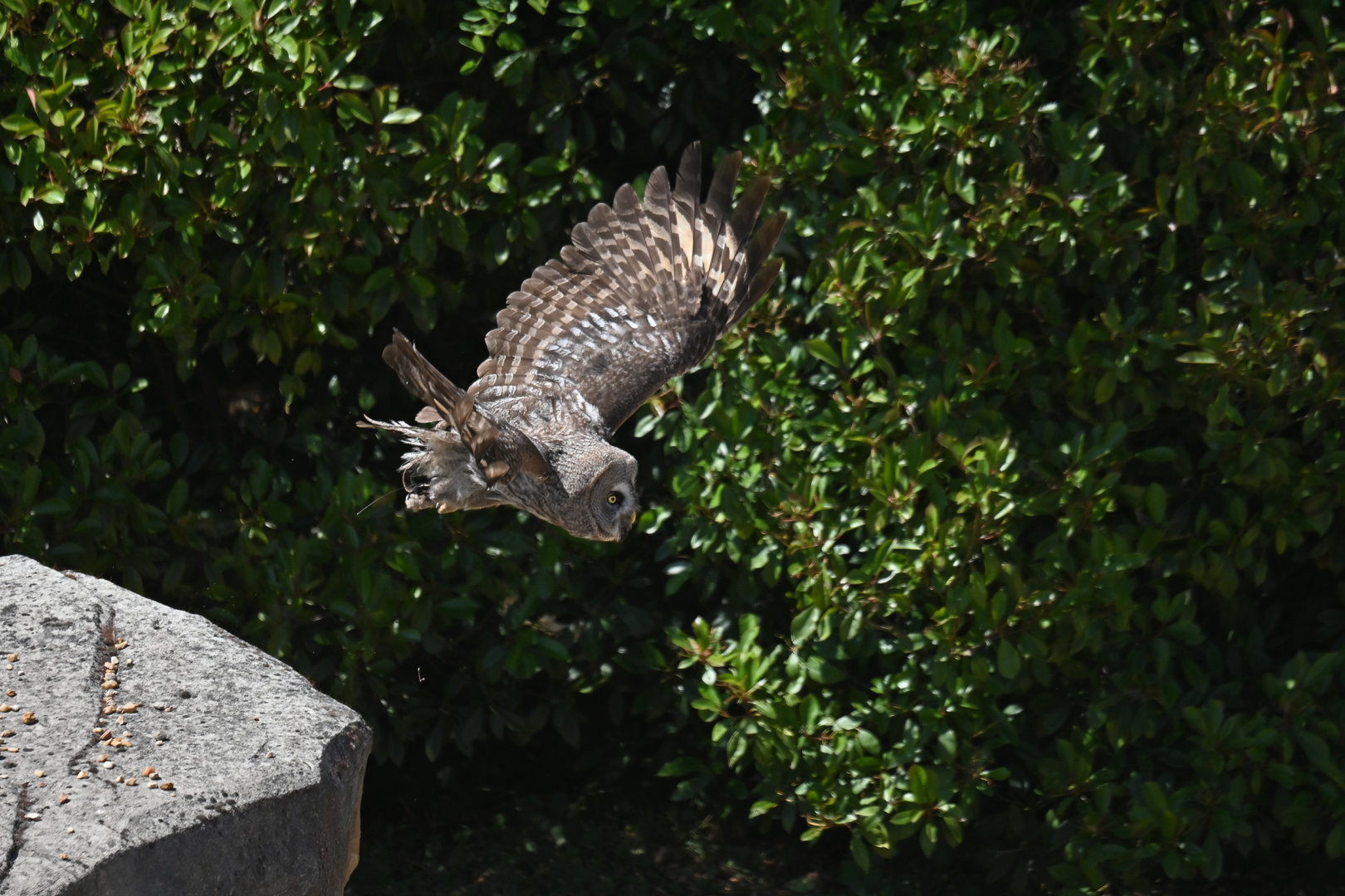 Great Grey Owl Strix nebulosa