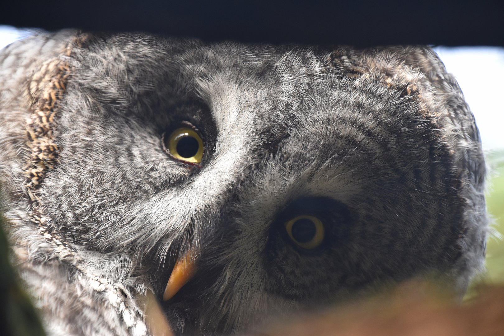 Great grey owl, Strix nebulosa