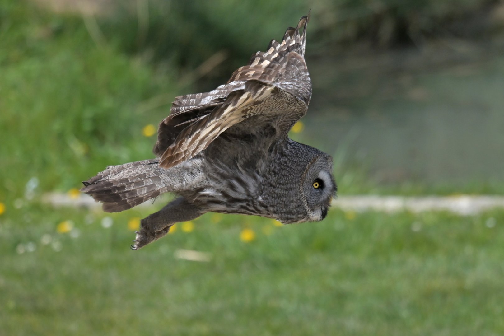 Great Grey Owl Strix nebulosa