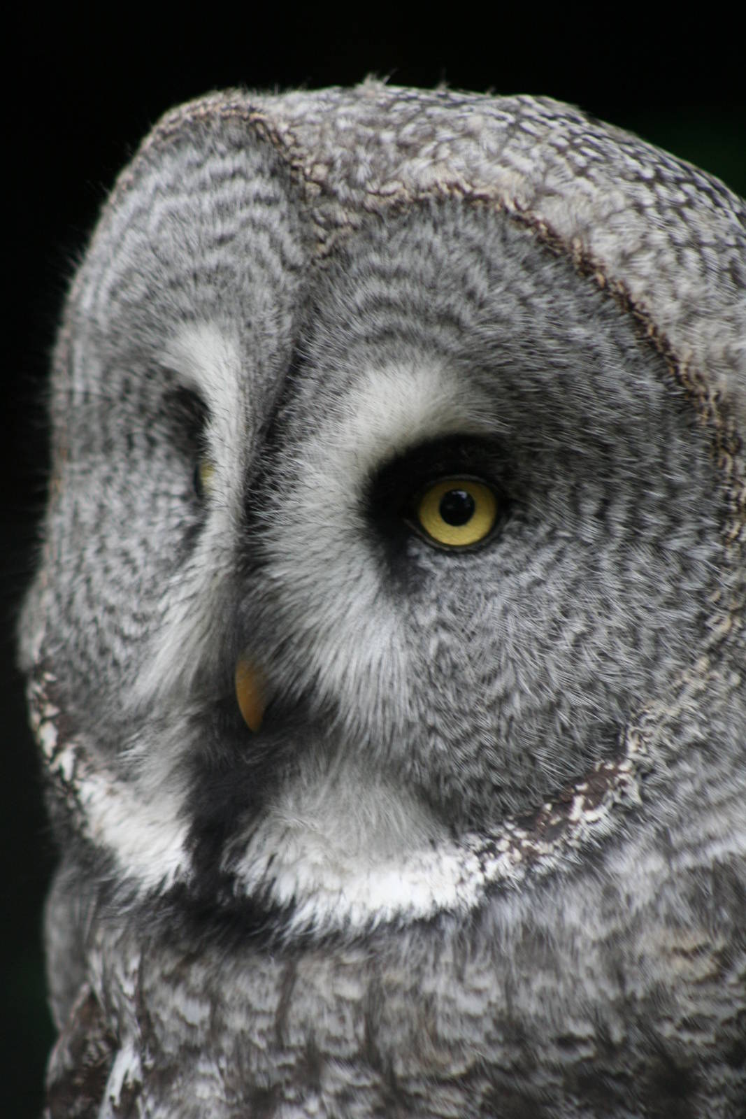 Great Grey Owl @ Twycross; 22.10.2010