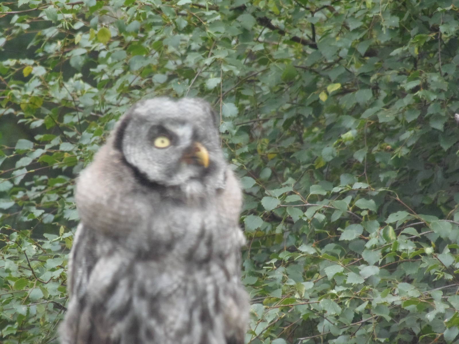 Great grey owl young