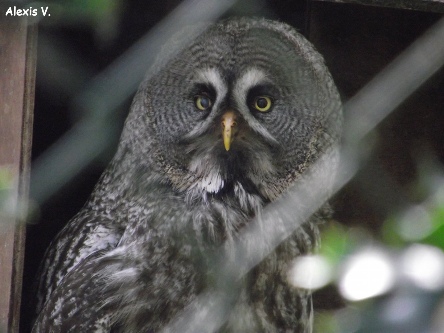 Great Grey Owl - Zooparc de Beauval - 04/2013