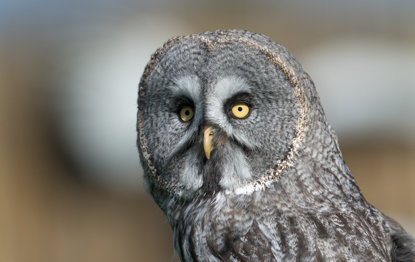 Great Grey Owl, ZSL Whipsnade, UK