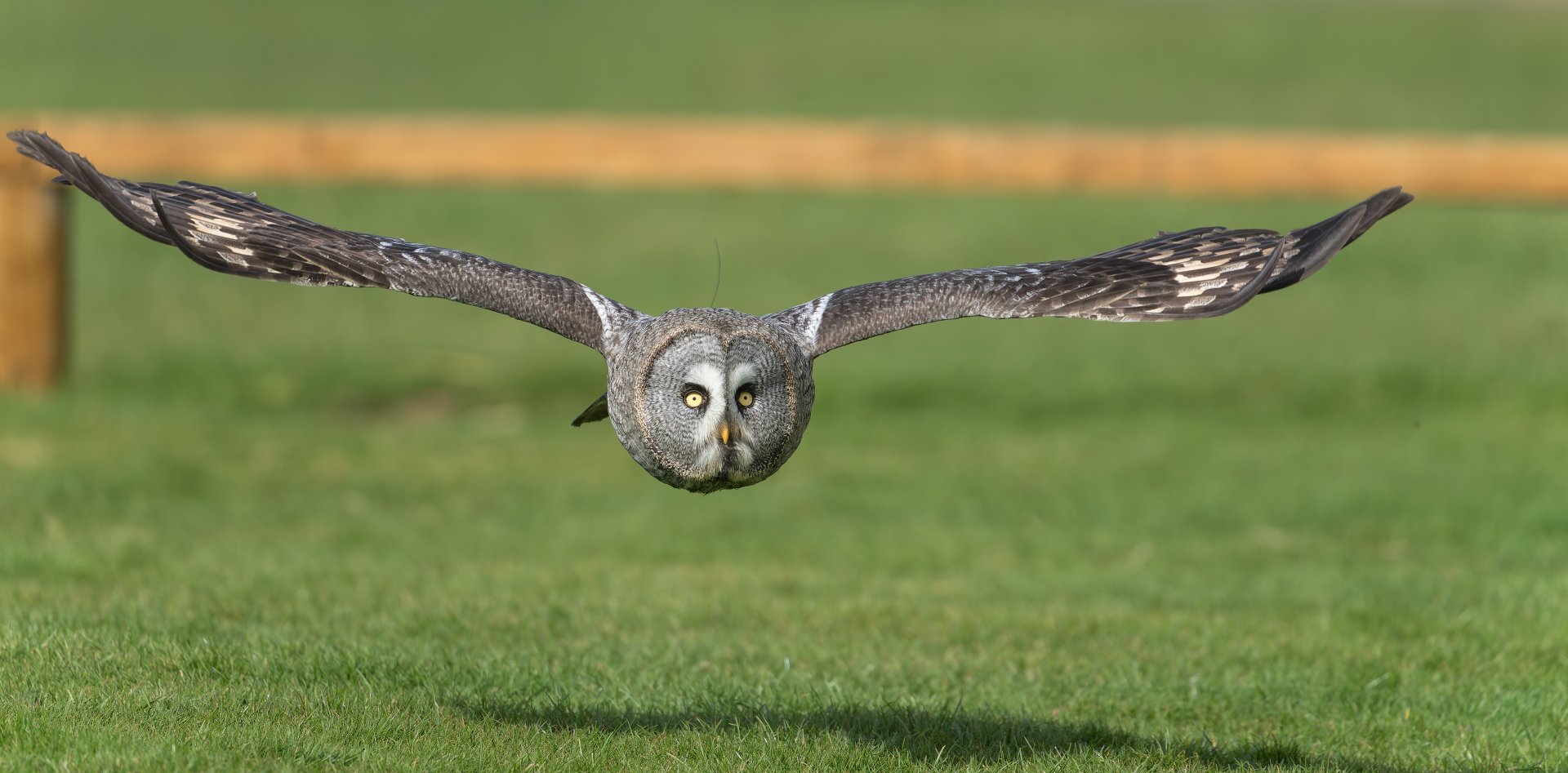 Great Grey Owl ,ZSL Whipsnade, UK