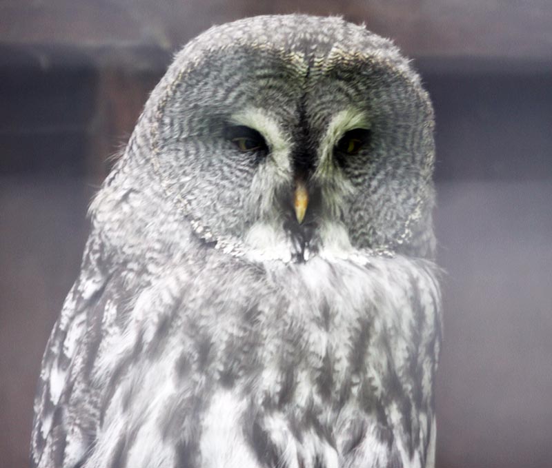 Great grey owl