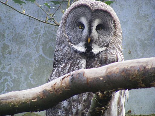 Great grey owl