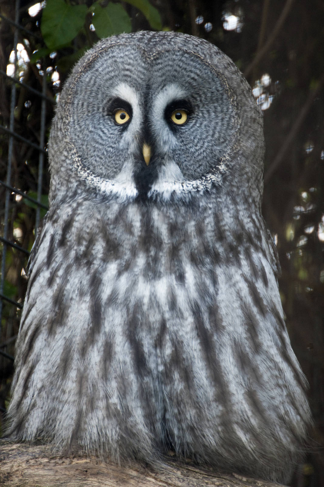 Great Grey Owl