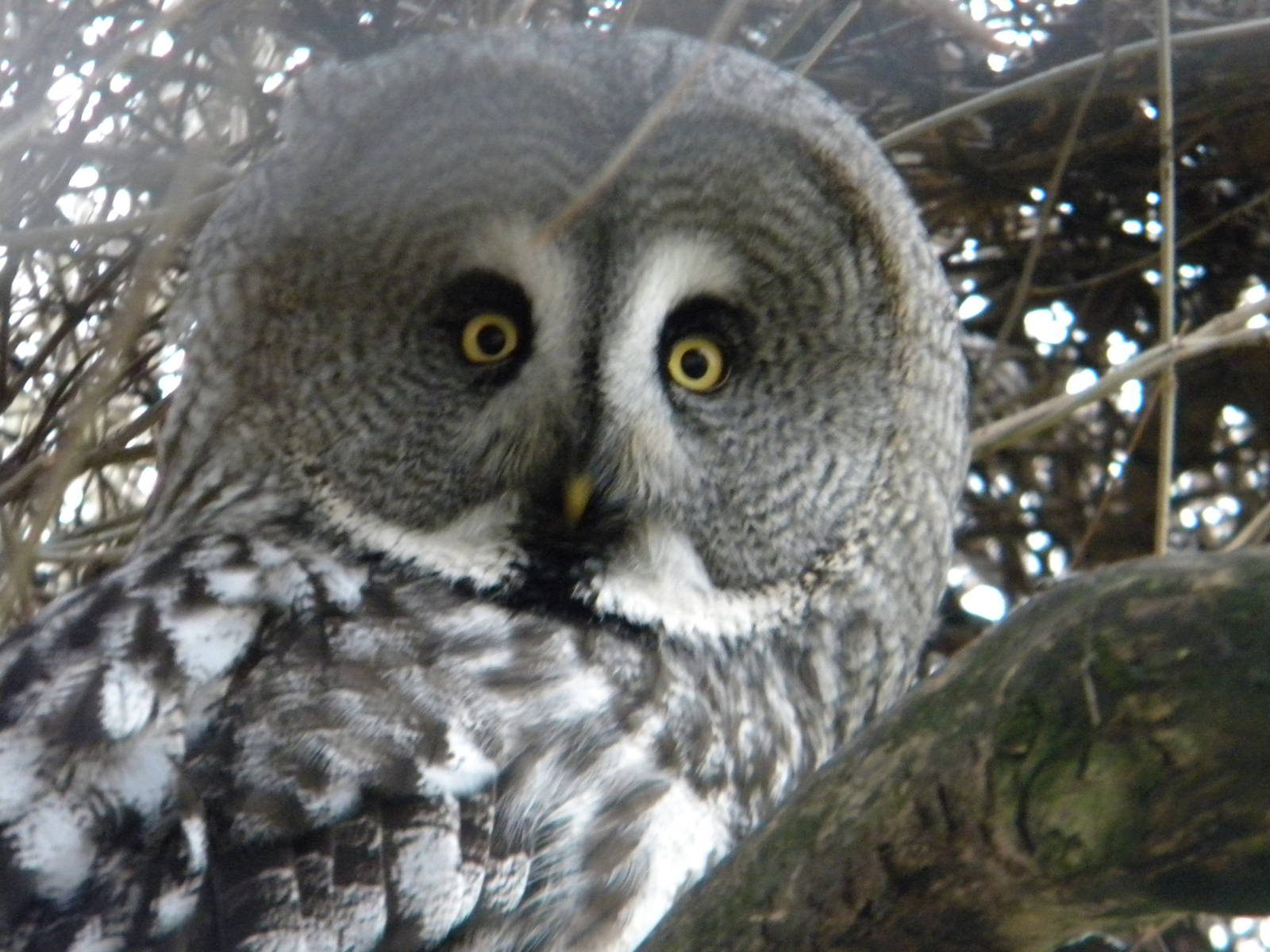 Great Grey Owl.