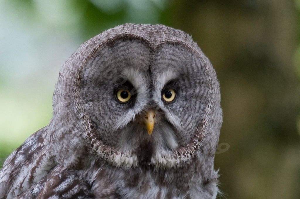 Great Grey Owl