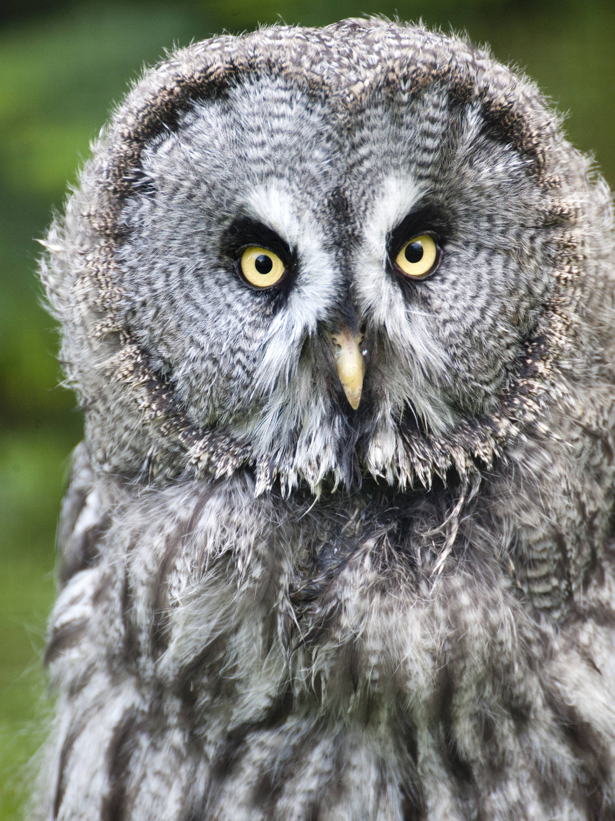Great Grey Owl