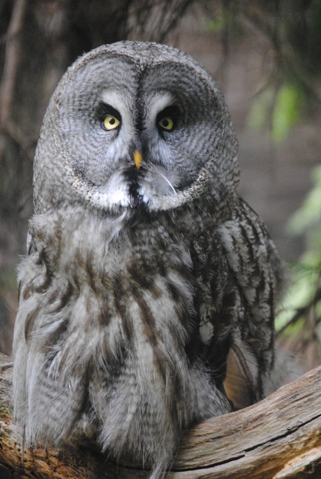 Great grey owl