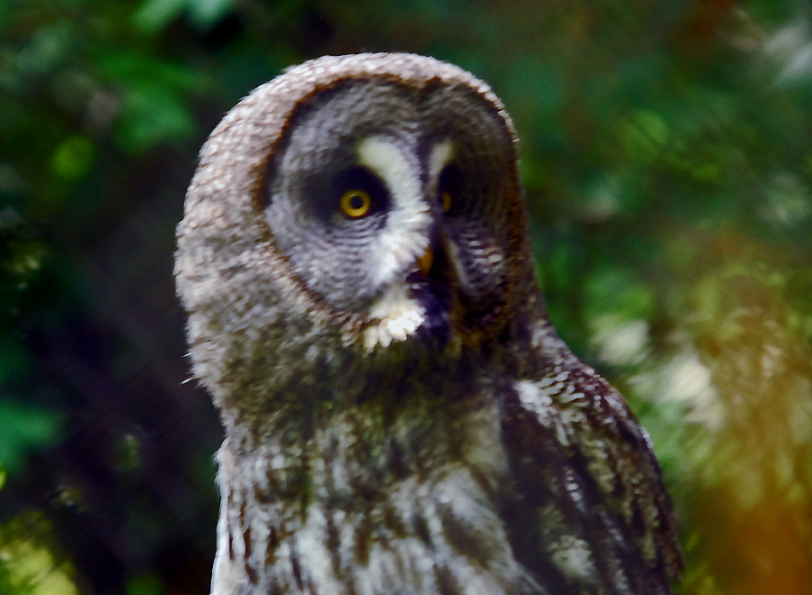 GREAT GREY OWL