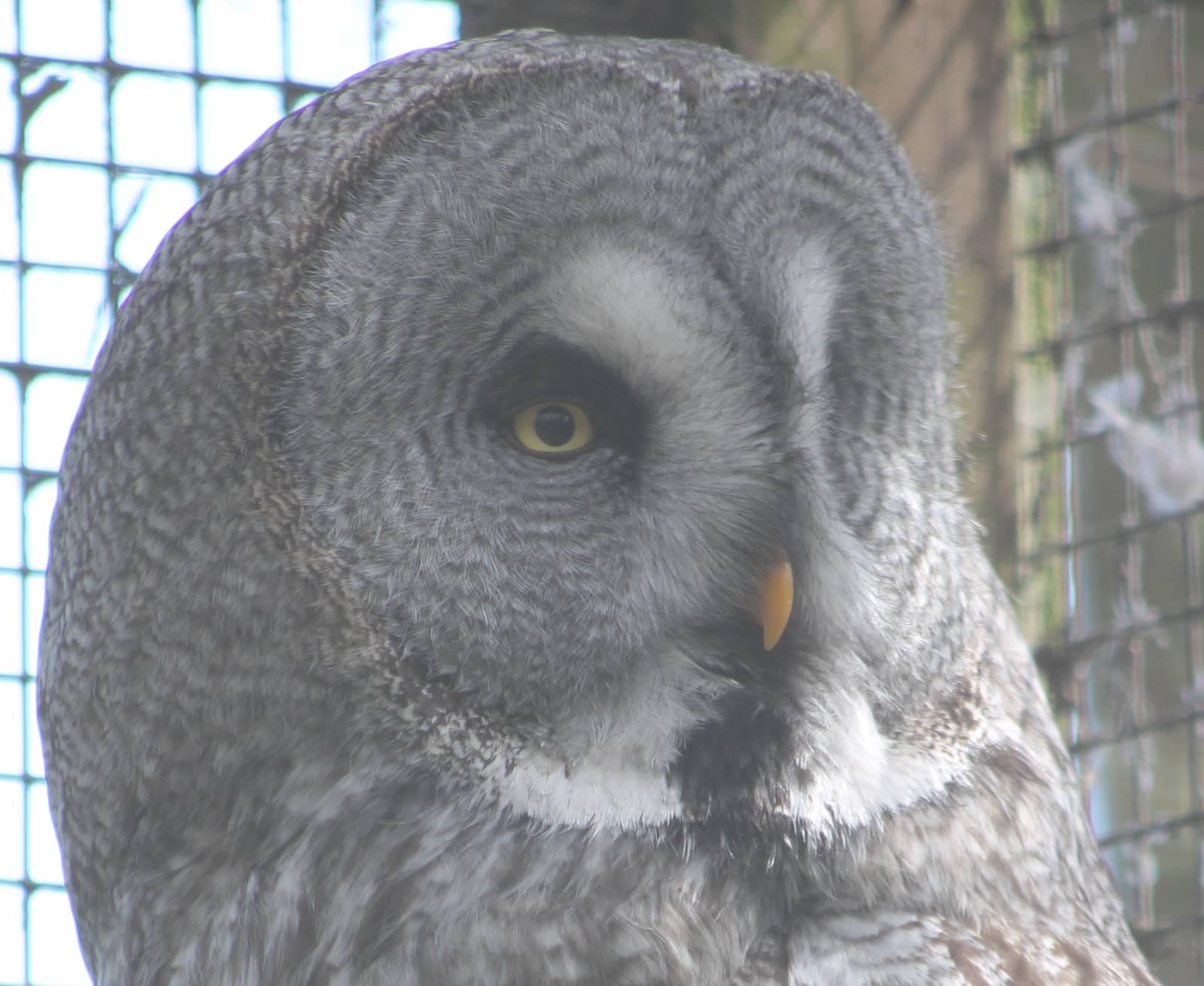 Great grey owl