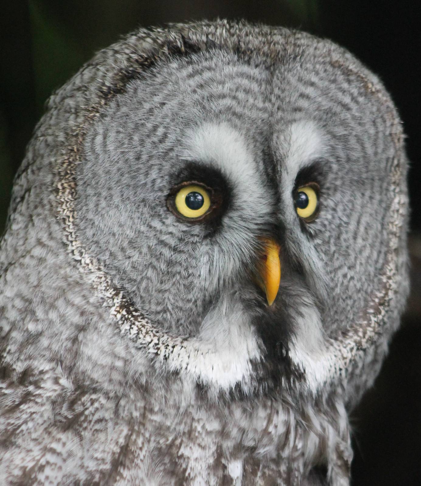 Great grey owl