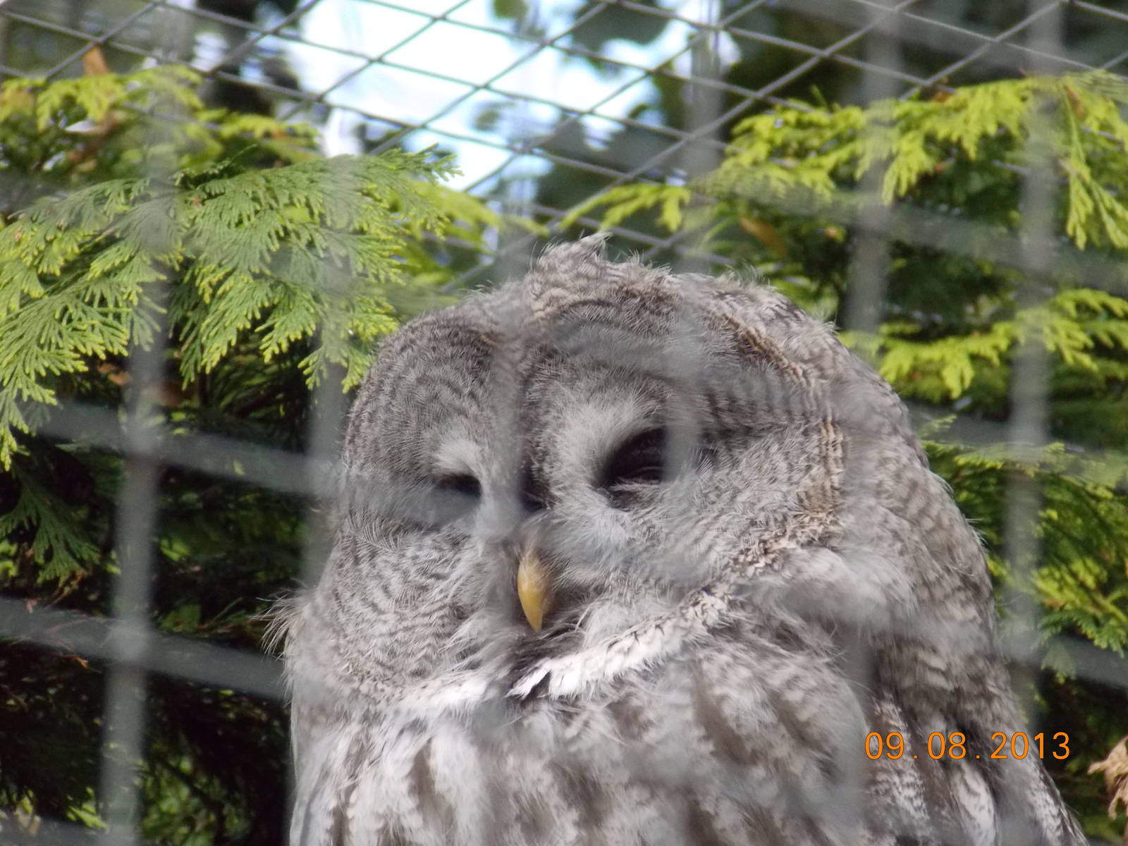 Great Grey Owl