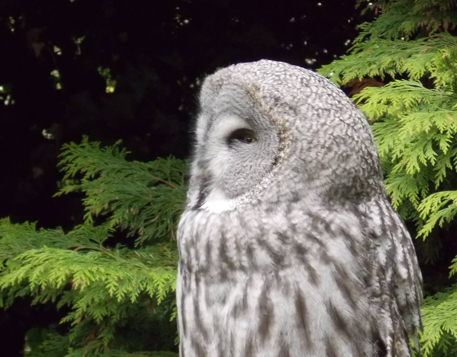Great Grey Owl