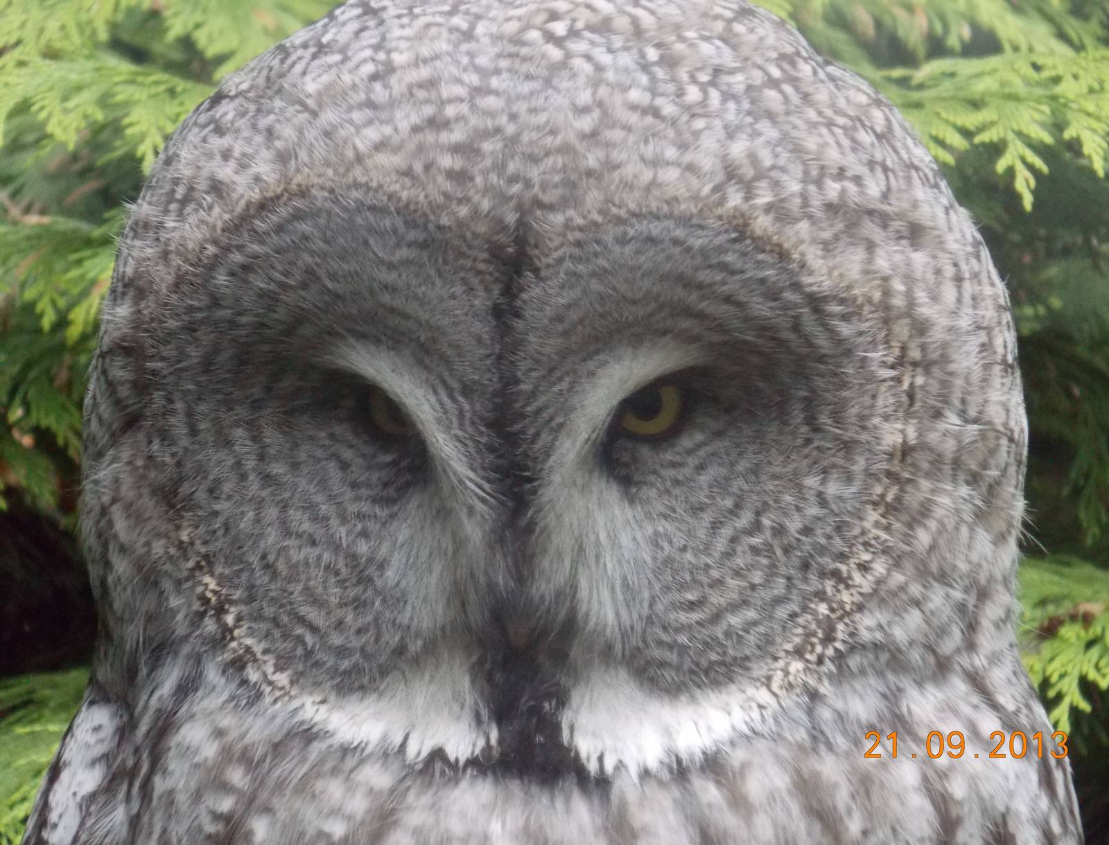 Great Grey Owl