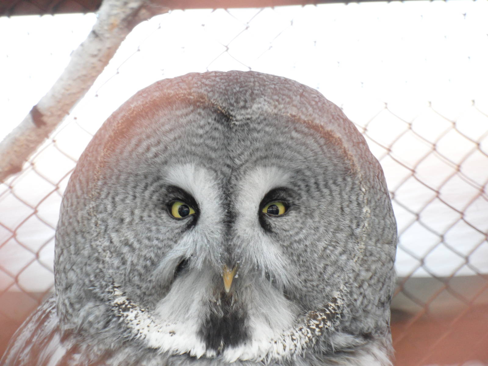 Great grey owl
