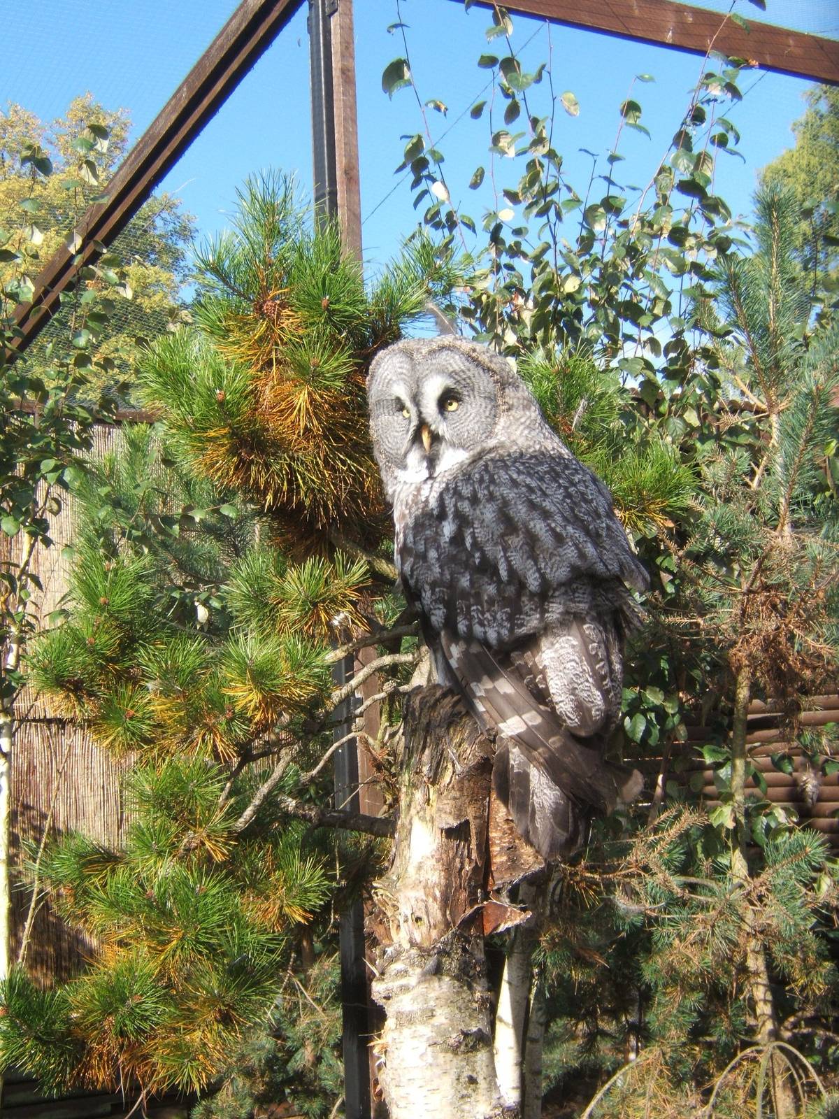 Great Grey Owl