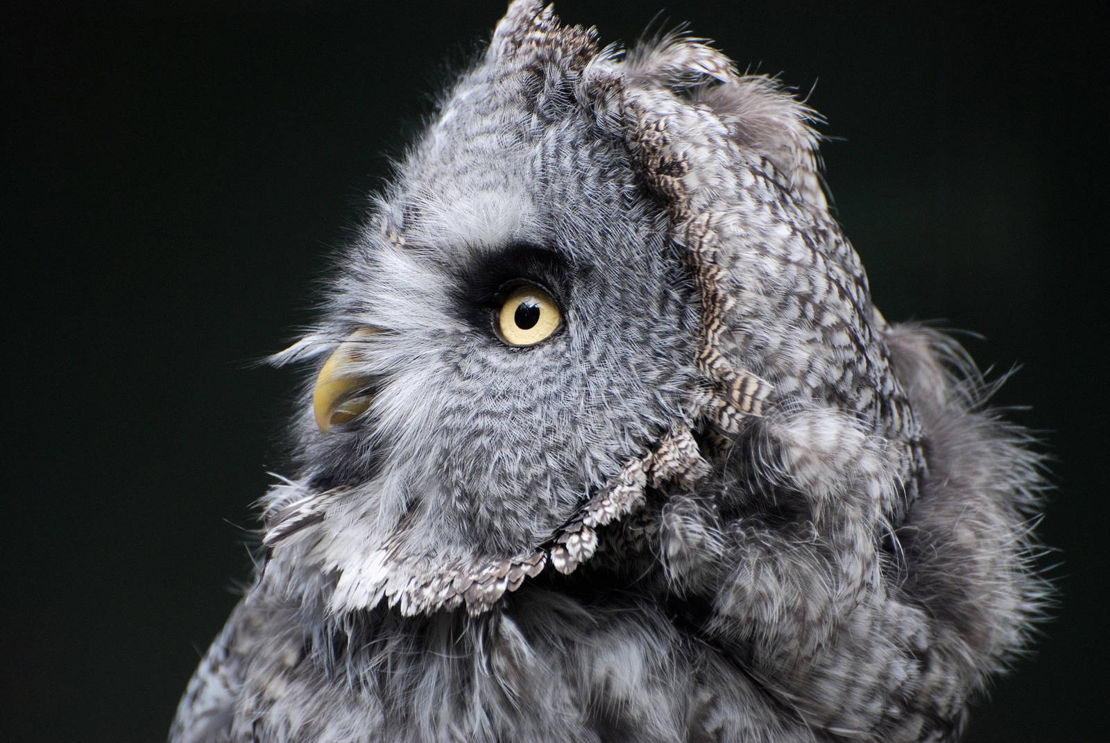 Great Grey Owl