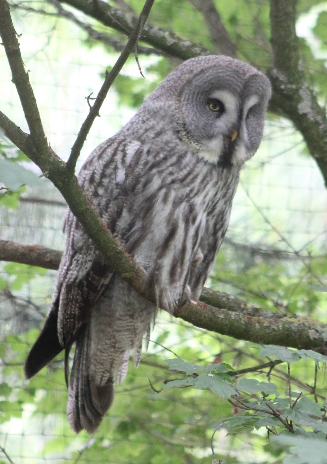 Great grey owl