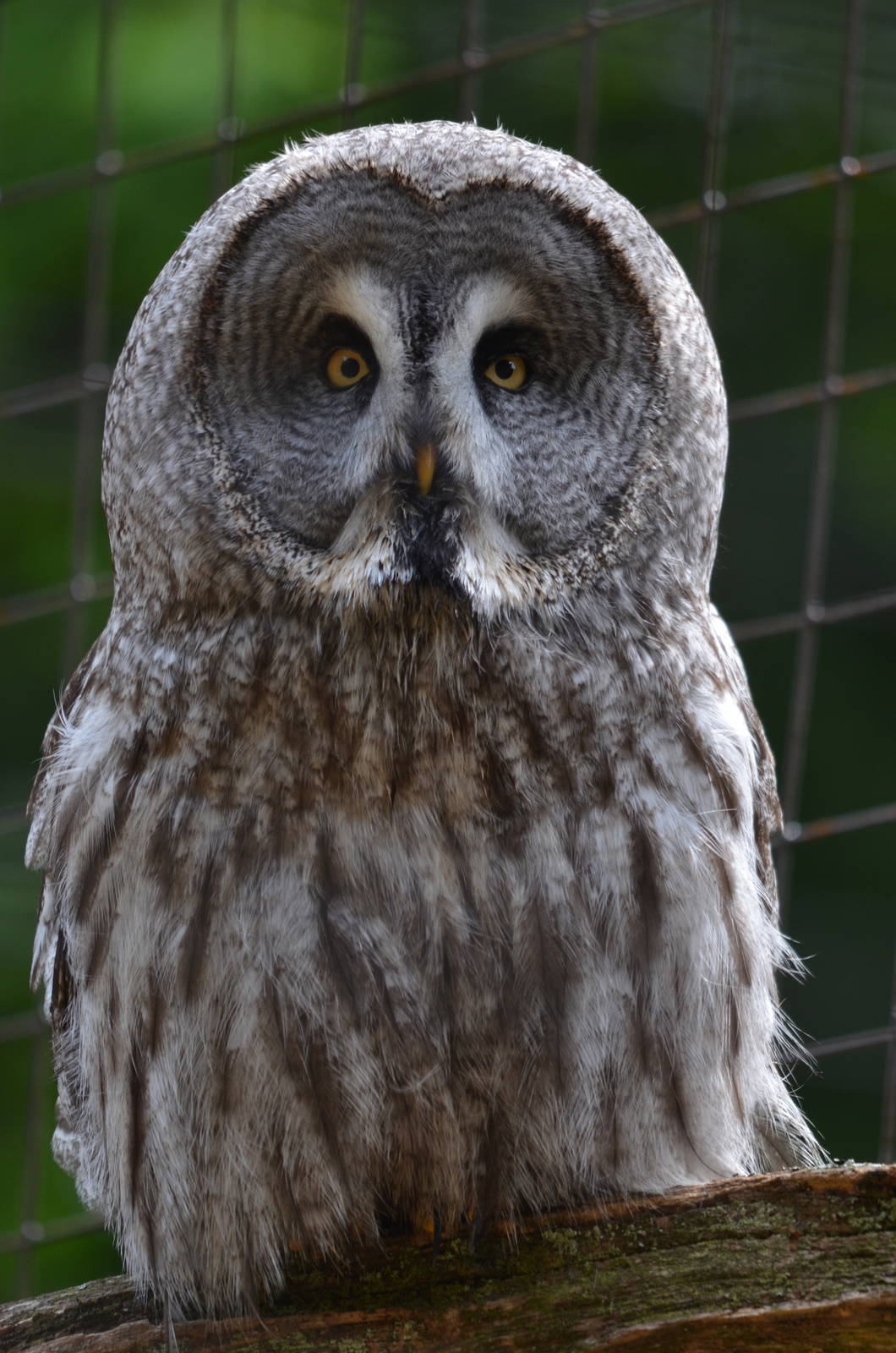 Great Grey Owl
