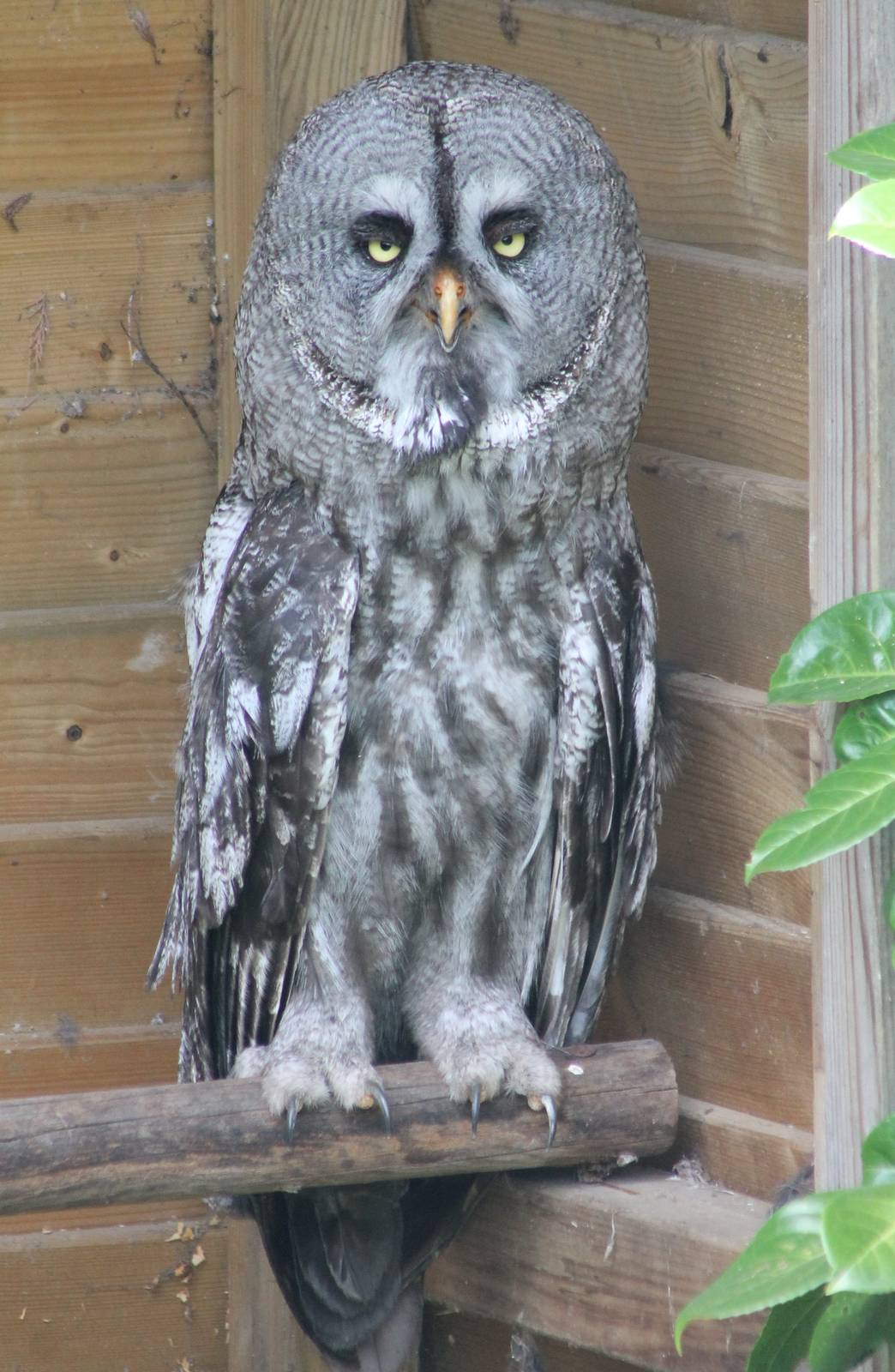 Great grey owl