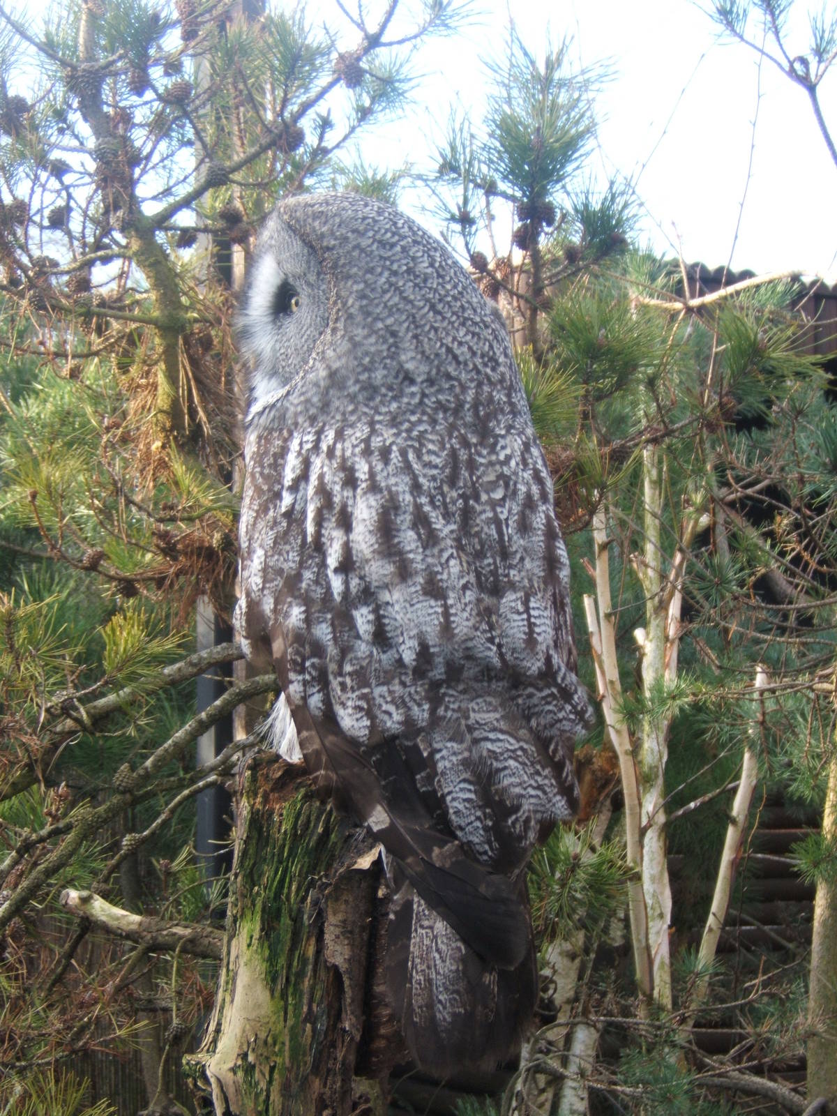 Great Grey Owl