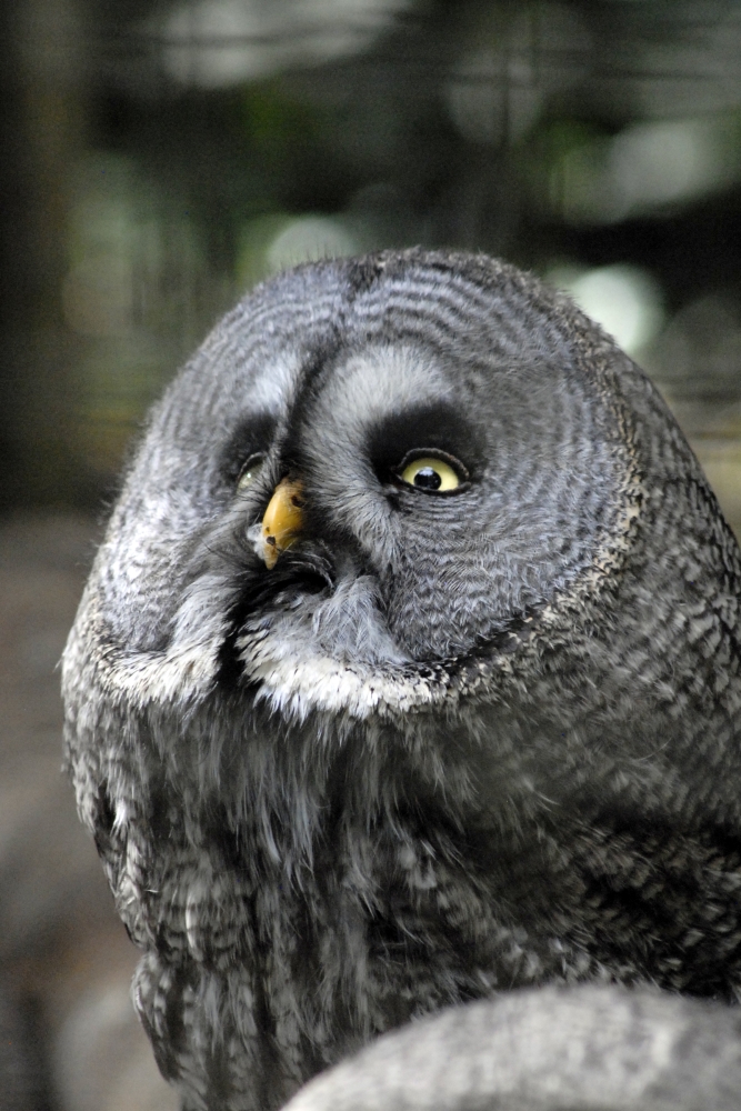 Great Grey Owl