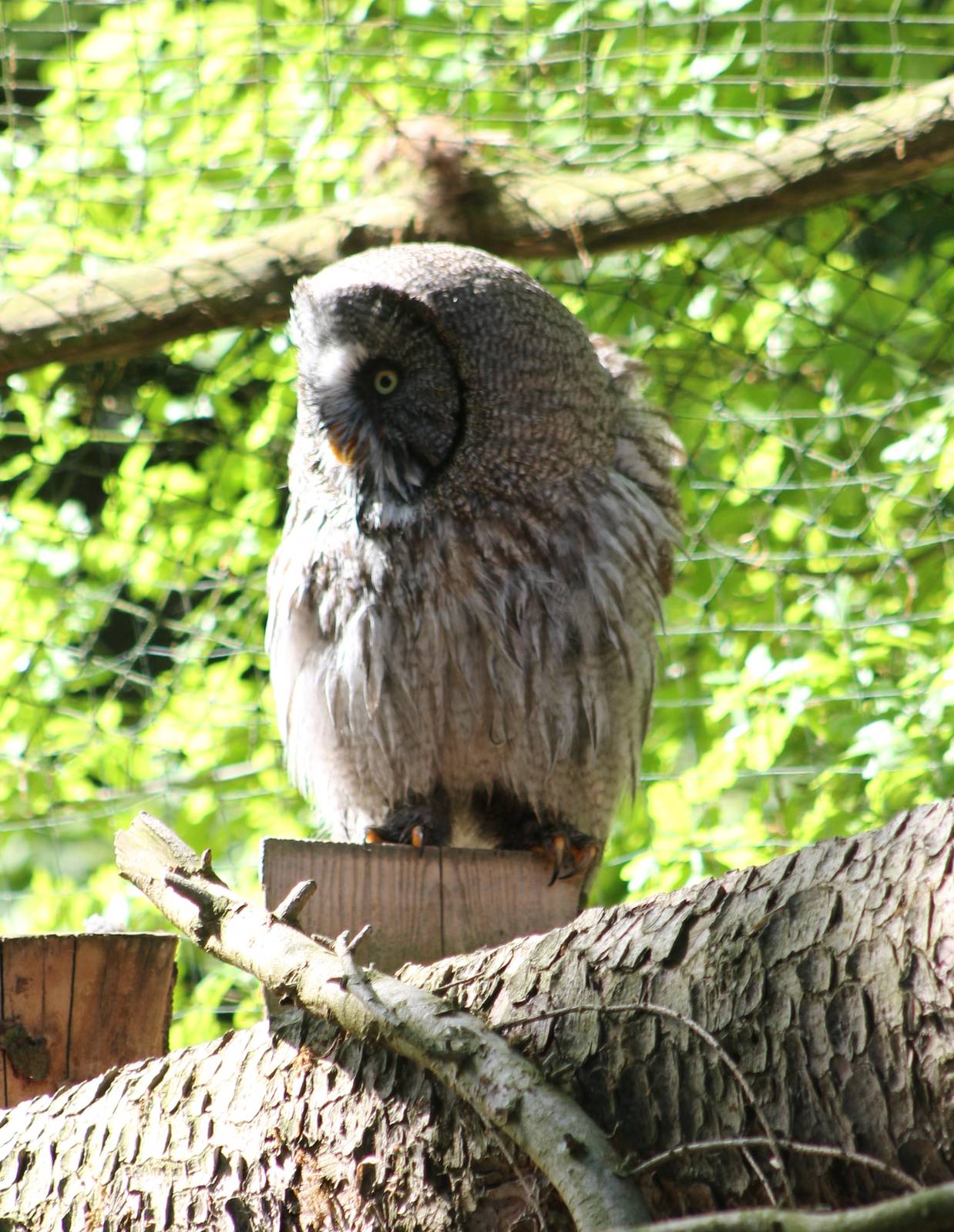 Great grey owl