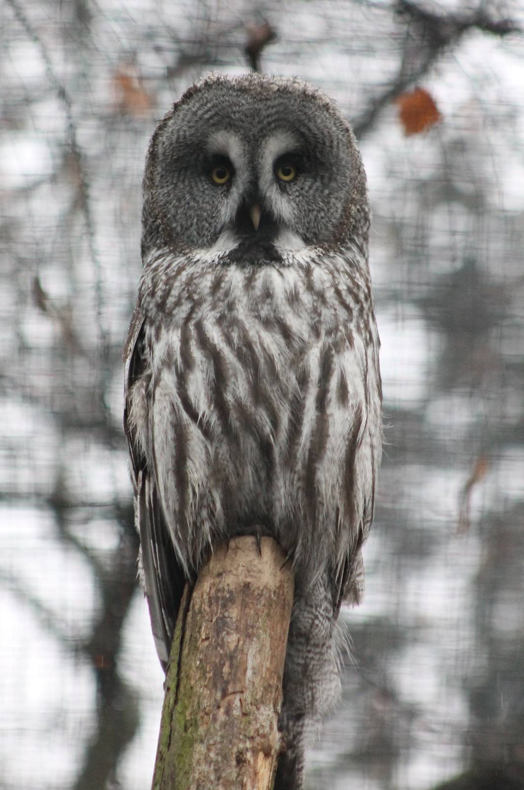 Great grey owl