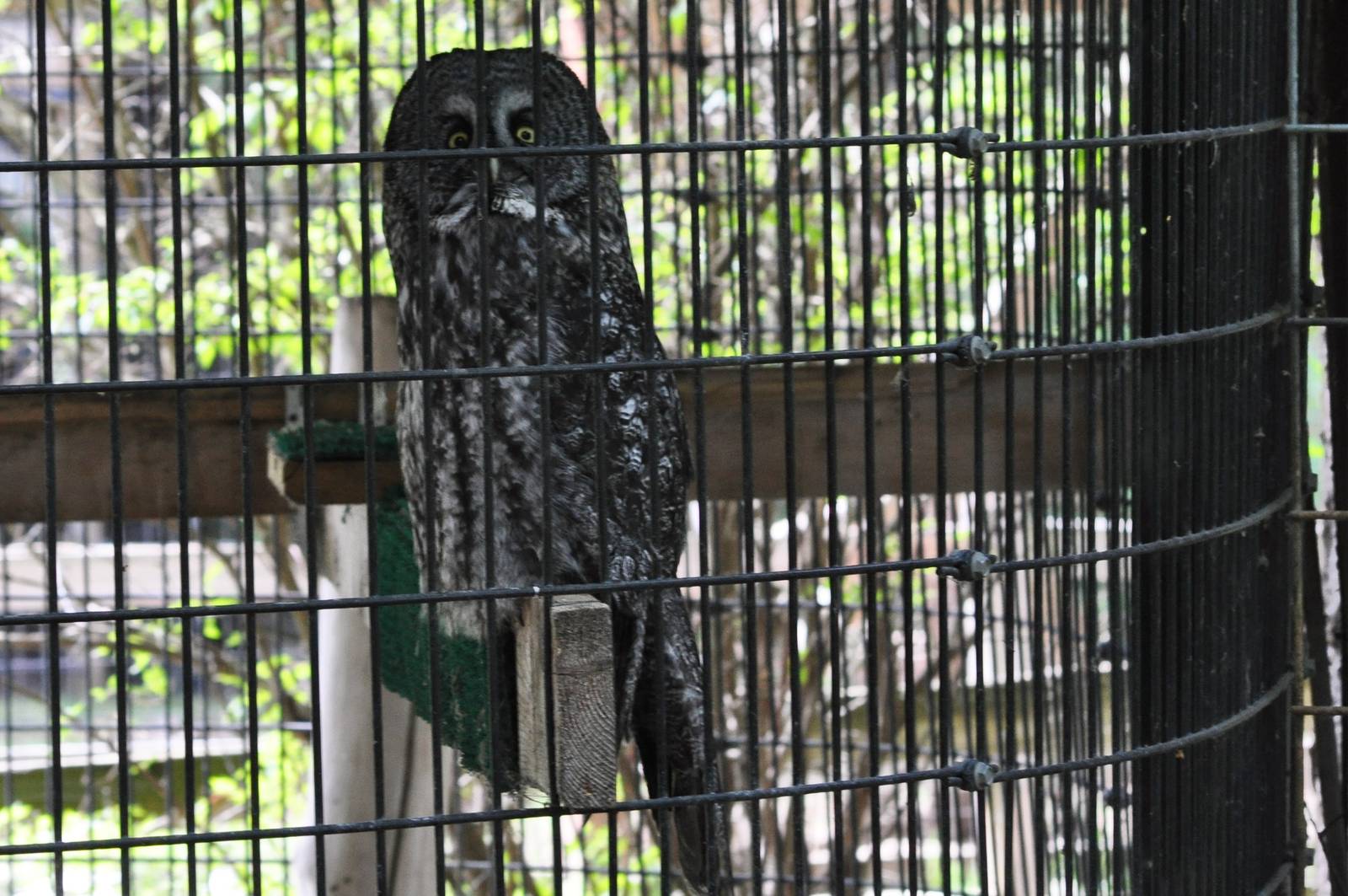 Great Grey Owl