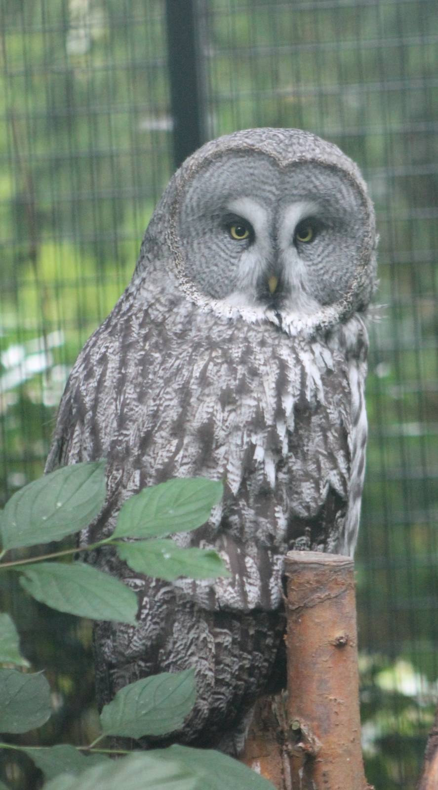 Great grey owl