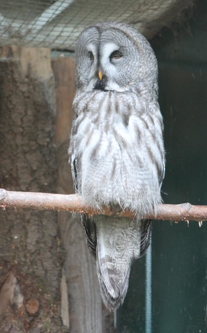 Great grey owl