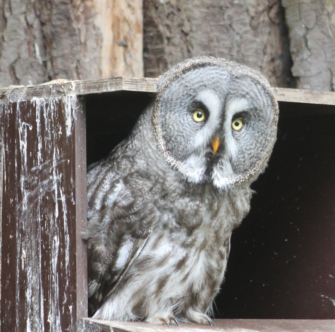 Great grey owl