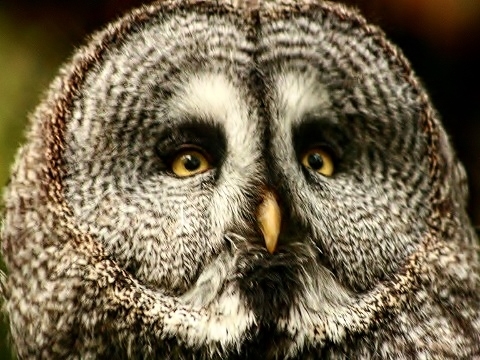 Great Grey Owl