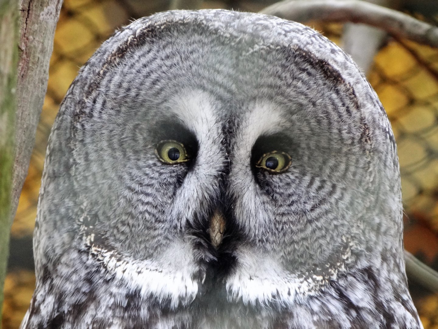 Great Grey Owl