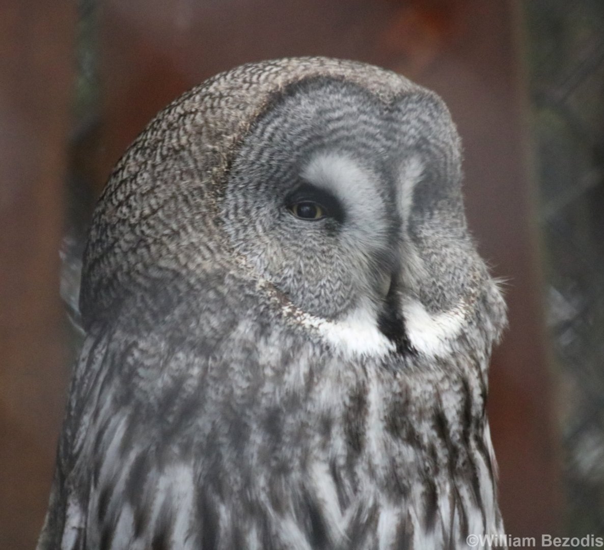 Great Grey Owl
